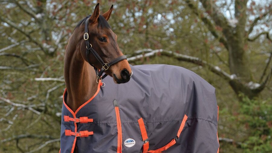A horse standing outside in its horse blanket.