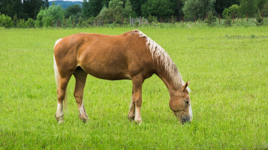 A horse grazing on spring grass.