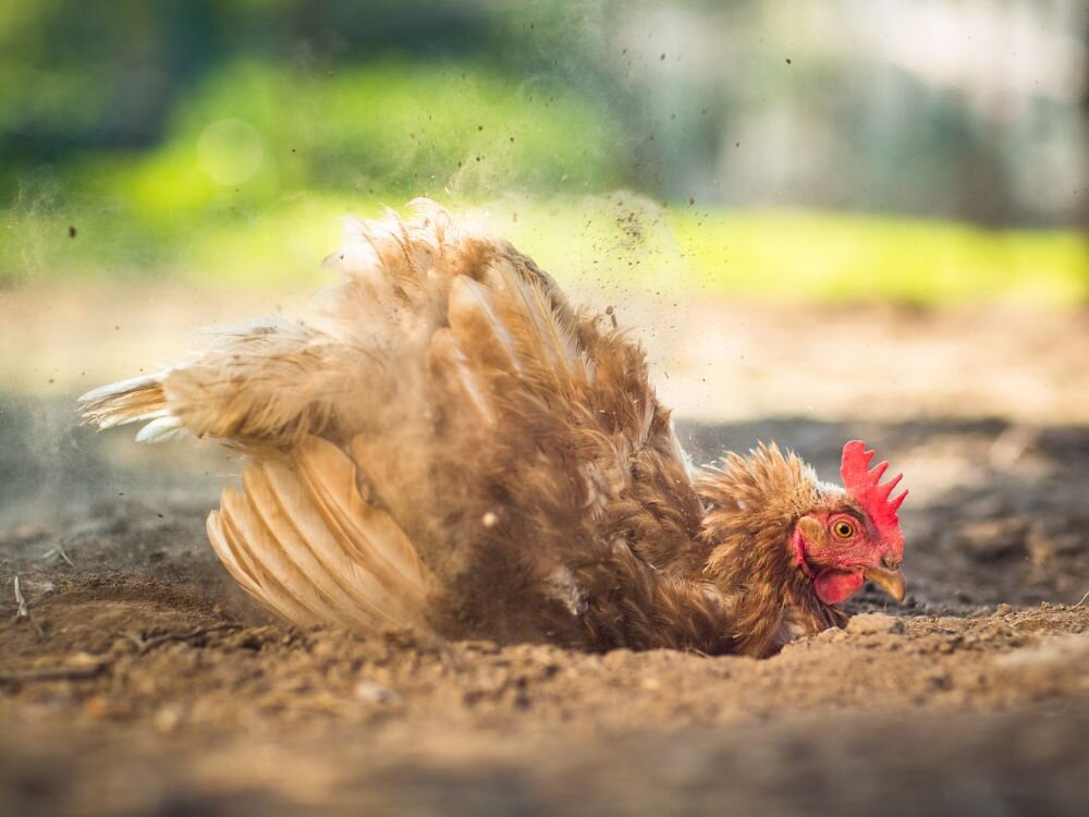 Chicken Dust Baths: Why Chickens Need Them & How to Make One