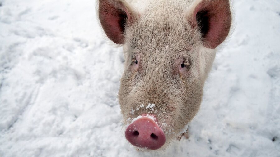 A white pig standing in the snow.