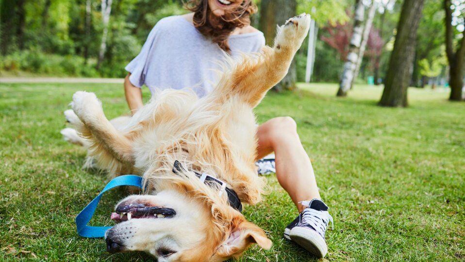 A woman playing with her dog on the grass during the summer.