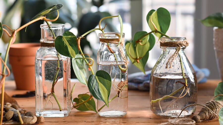 Pothos plant cuttings with roots in glass for water propagation.