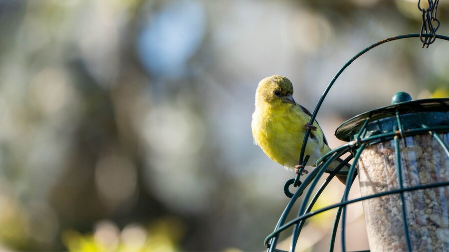 American goldfinch on a bird feeder.