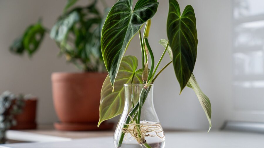 Sprouts of the Philodendron plant in a glass jar with a simple propagation by stem.