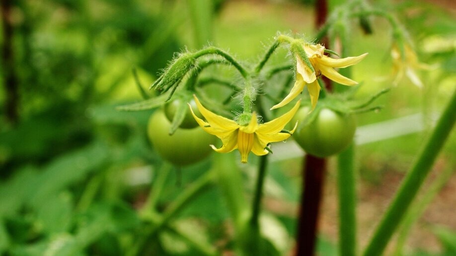 A tomato plant with several green tomatoes and yellow blossoms.