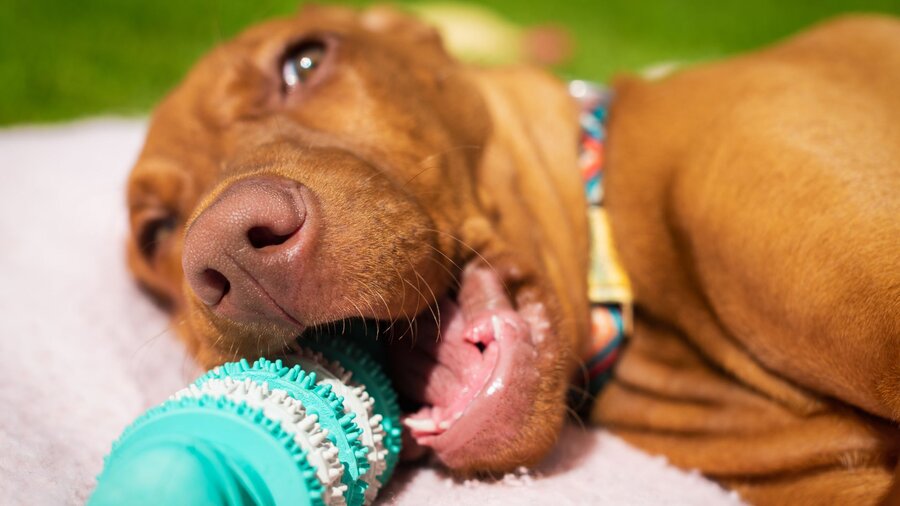A happy dog lies on a blanket, chewing on her dental chew toy.