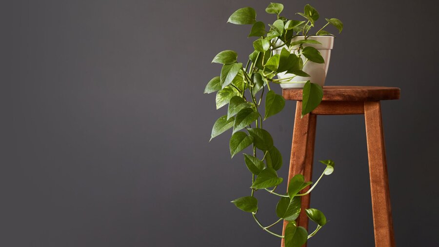 A pothos plant on a wooden stool with vines trailing down against a gray wall.