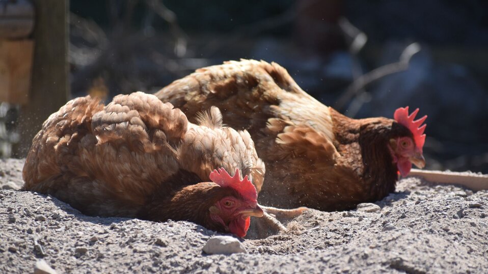 Two hens lay in a dust bath together.