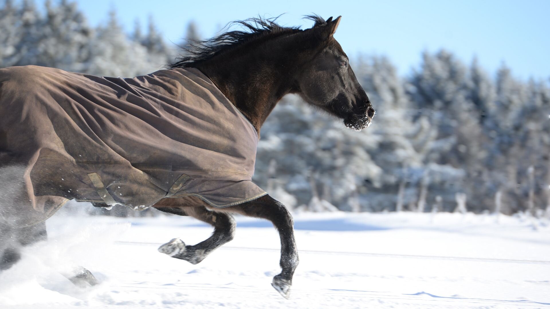 A horse in a winter blanket running in a field of snow.