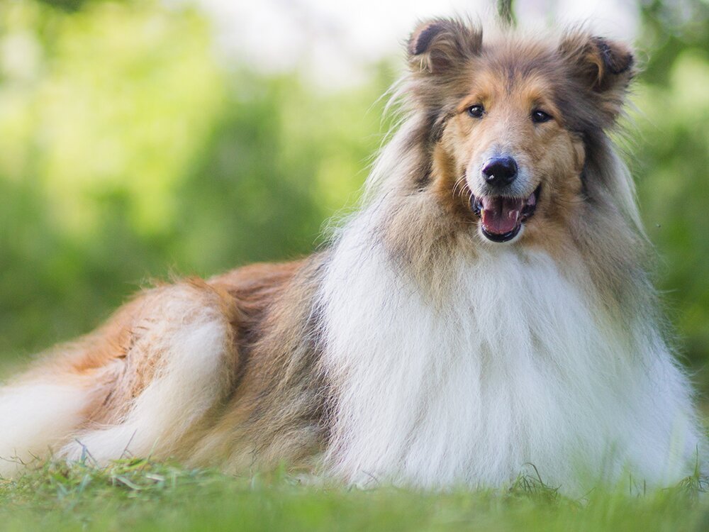 Dirty Dog? How to Make Bath Time Better for Your Pet