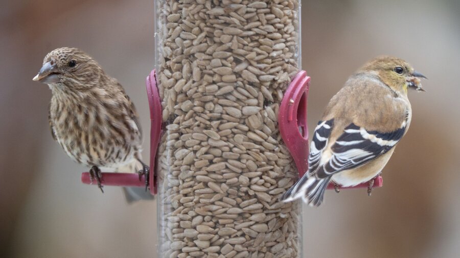 Gold finch and house finch at a bird feeder.