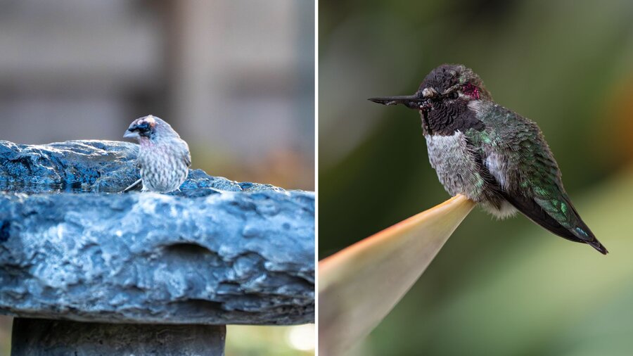 Two different birds with avian pox.