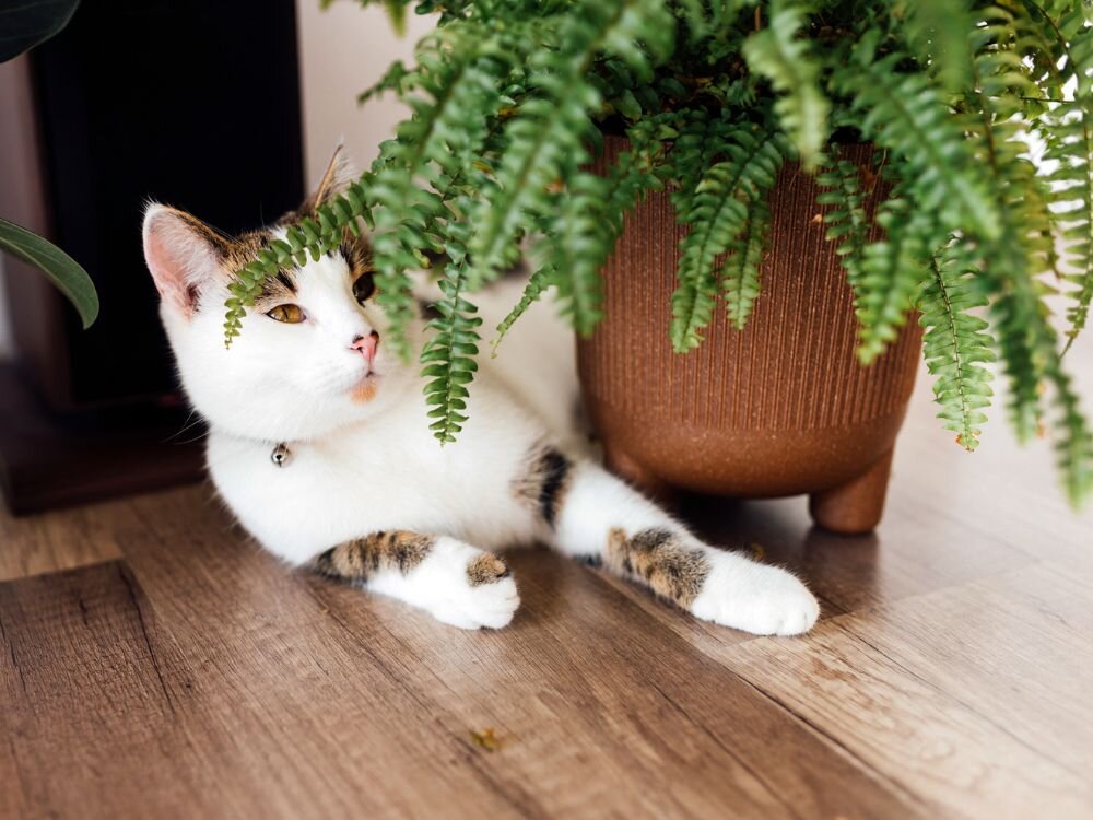 9 Pet-Safe House Plants for Improved Air Quality