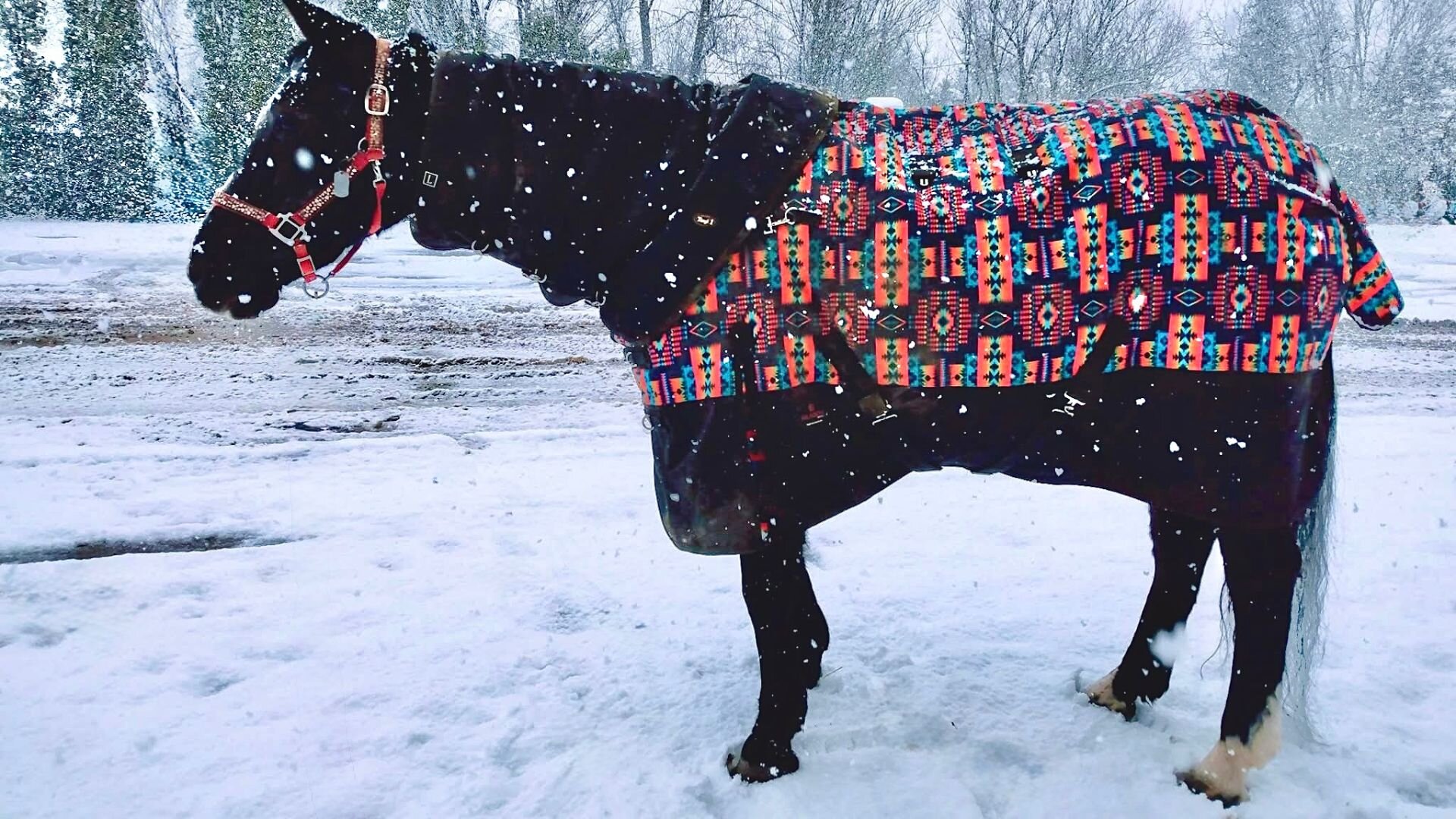 A black horse standing in the snow wearing a winter blanket.