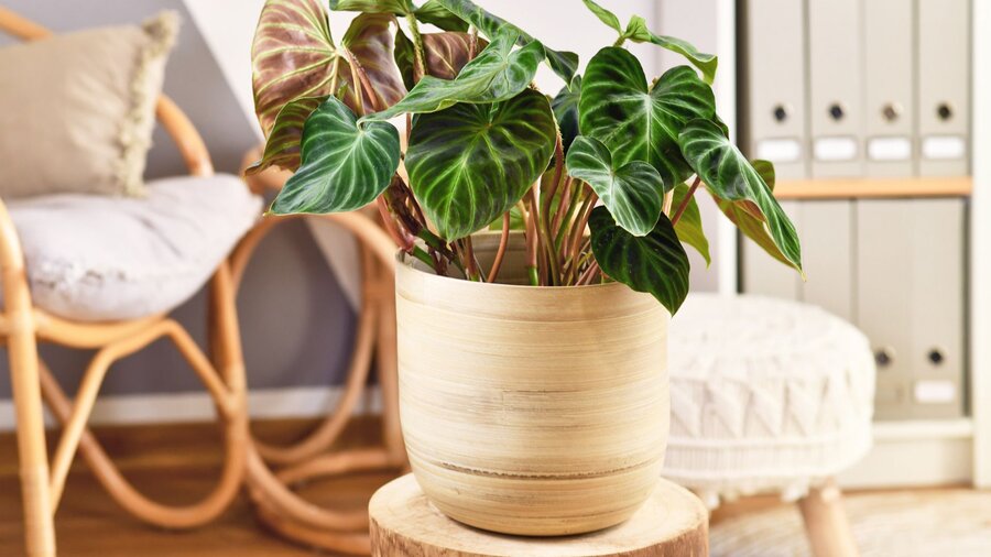 A philodendron in a biege pot on a table in a living room.