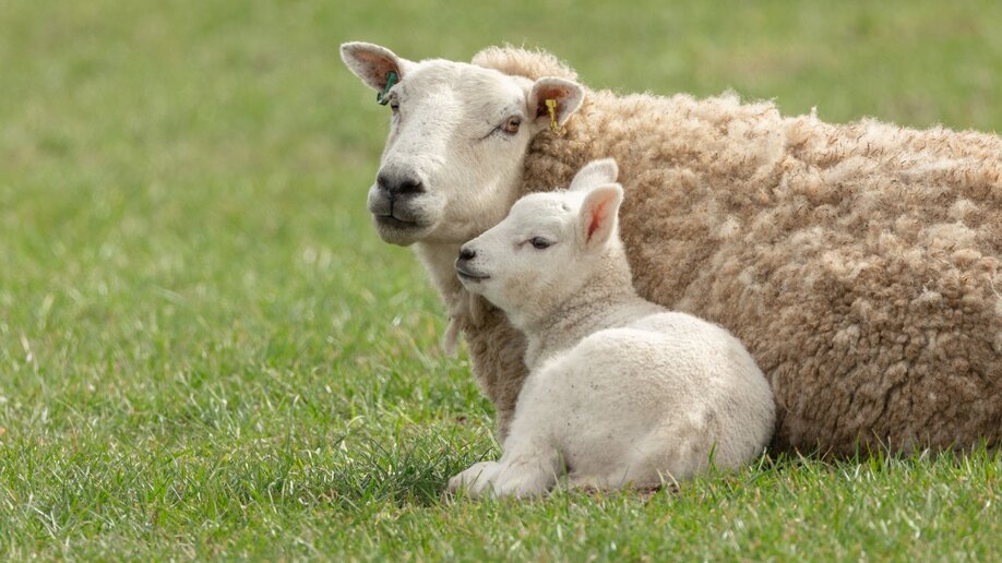 A mama sheep and her lamb laying in the pasture with no flies bothering them.