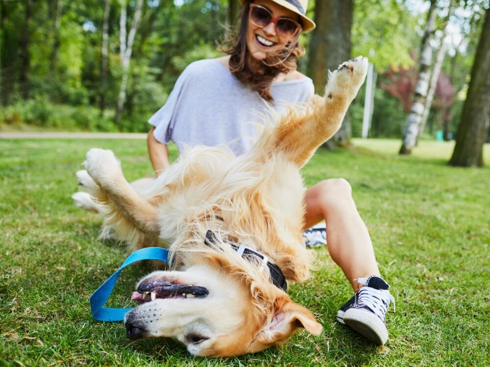 Summer Hazards for Pets: From Foxtails to Heatstroke