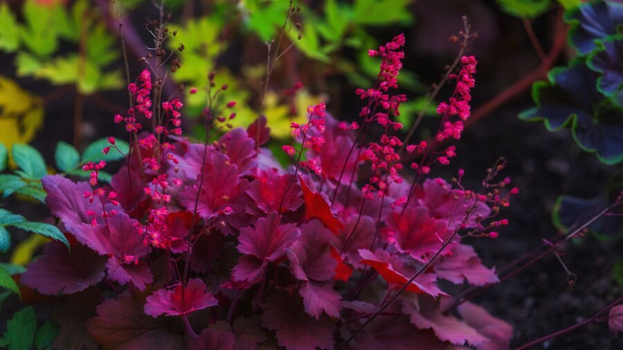 Purple heuchera (coral bell) flowers, a spring perennial.
