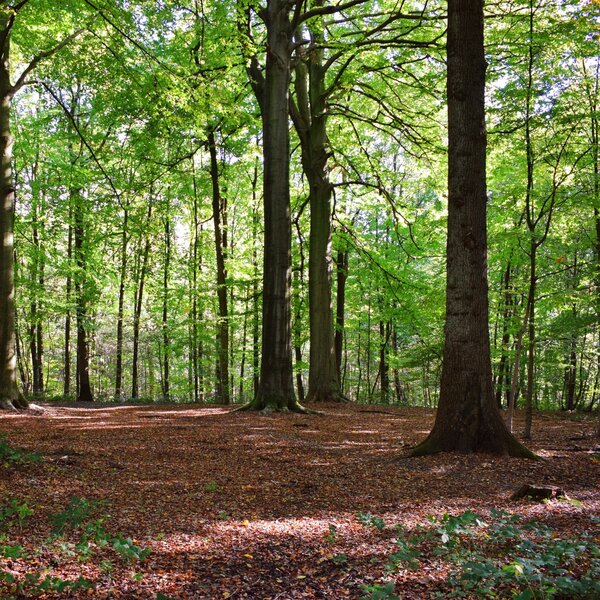 Vihreä metsä, korostaen luonnon monimuotoisuutta ja kestävää kehitystä
