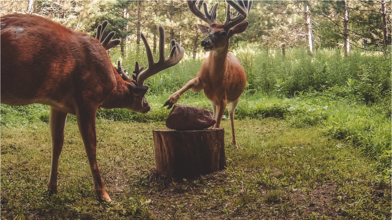 A man near a side-by-side bends down to drop a Redmond Trophy Rock on a deer mineral site.