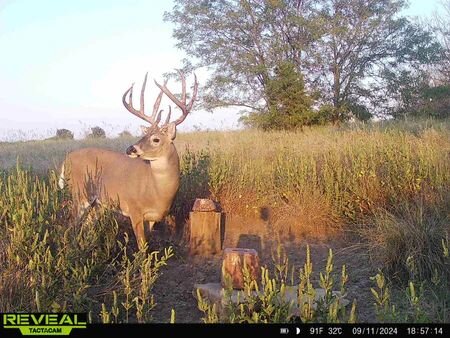 Trail cam photo 2