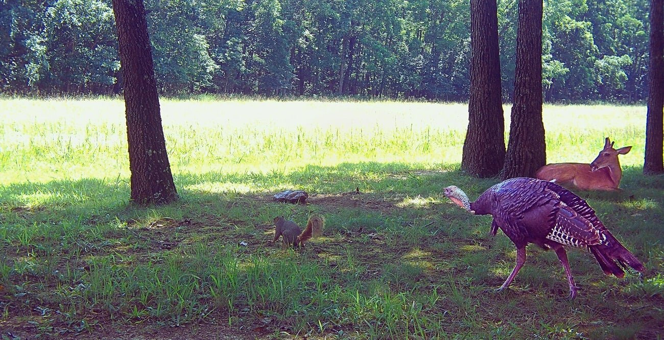 How to Naturally Attract Deer & Wildlife to Your Backyard