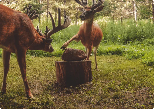 We are hunters, determined to pass on the stories and traditions of those who came before us.