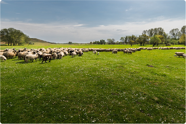 Animals Ate Minerals