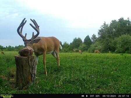 Trail cam photo 1