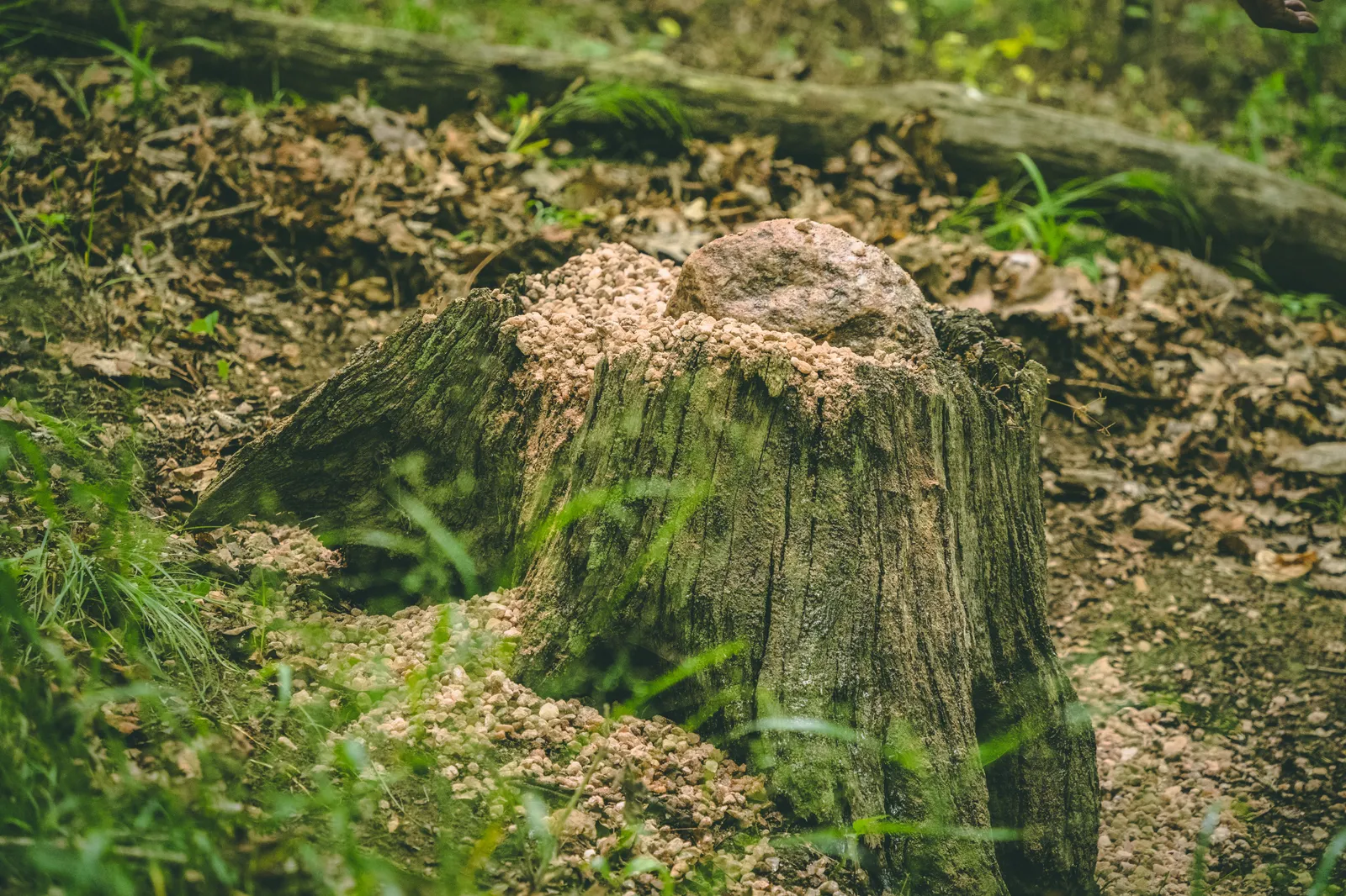 TROPHY ROCK