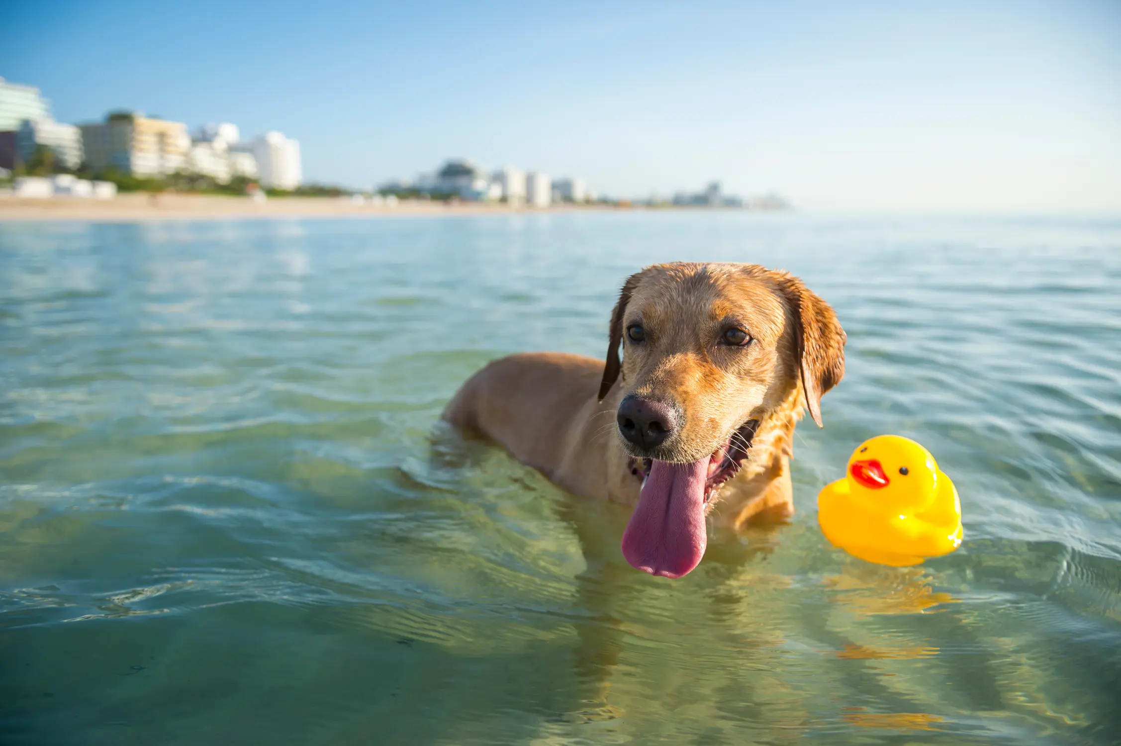 Dog in ocean