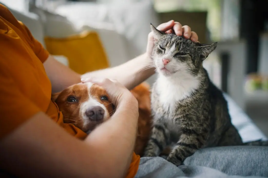 Dog and cat