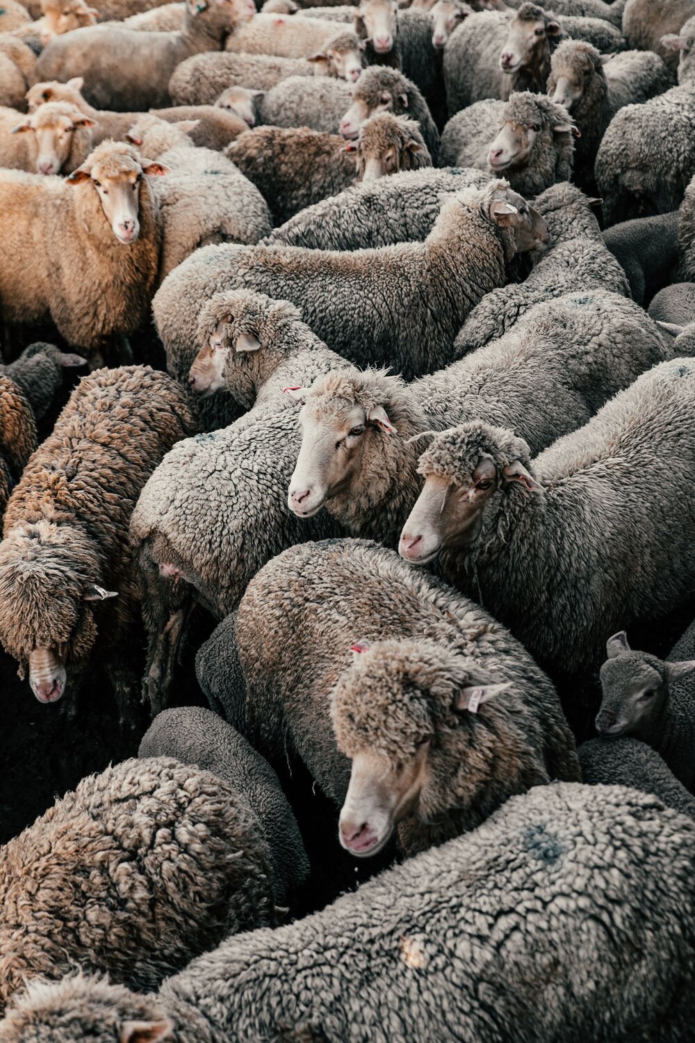 Advent Devotion Day 21_Zoe Allington_Sheep