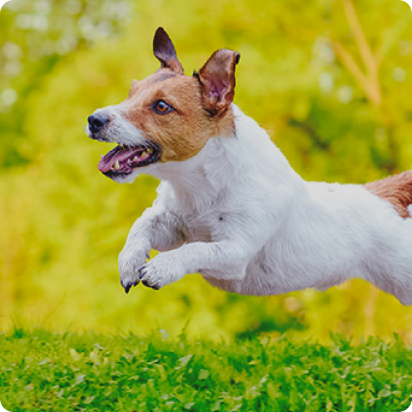 Image of jumping dog