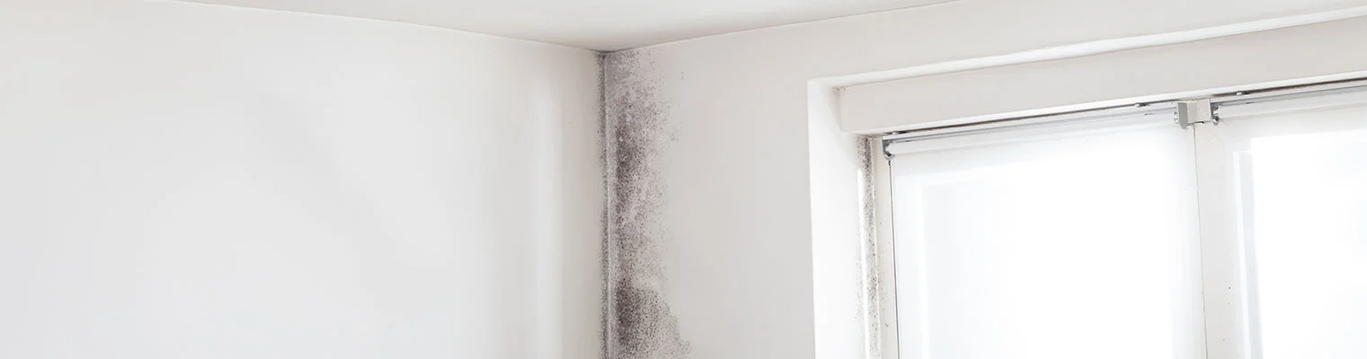 Last van vocht in huis? Bekijk onze handige tips voor vochtbestrijding 
