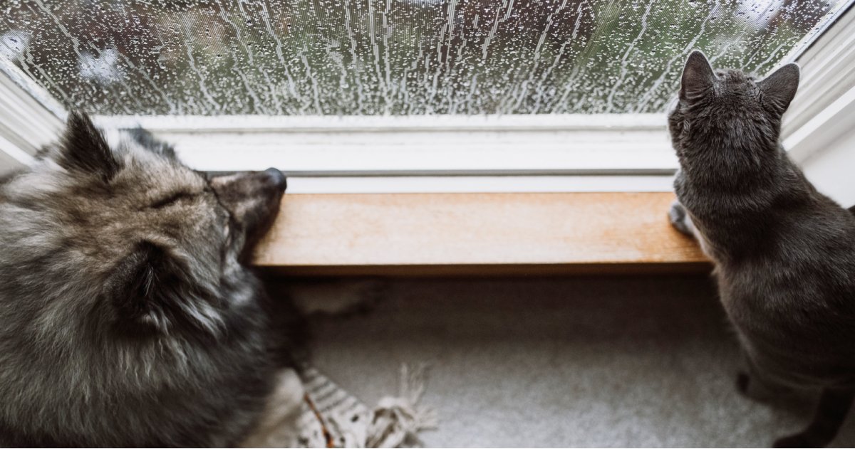 Cat and dog looking out window at rain