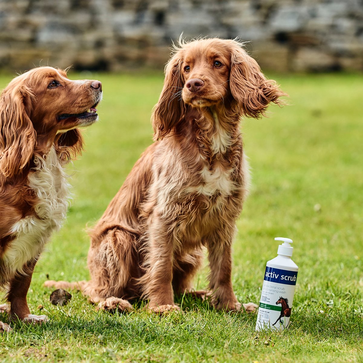 Two dogs in a field with an activscrub infront of them