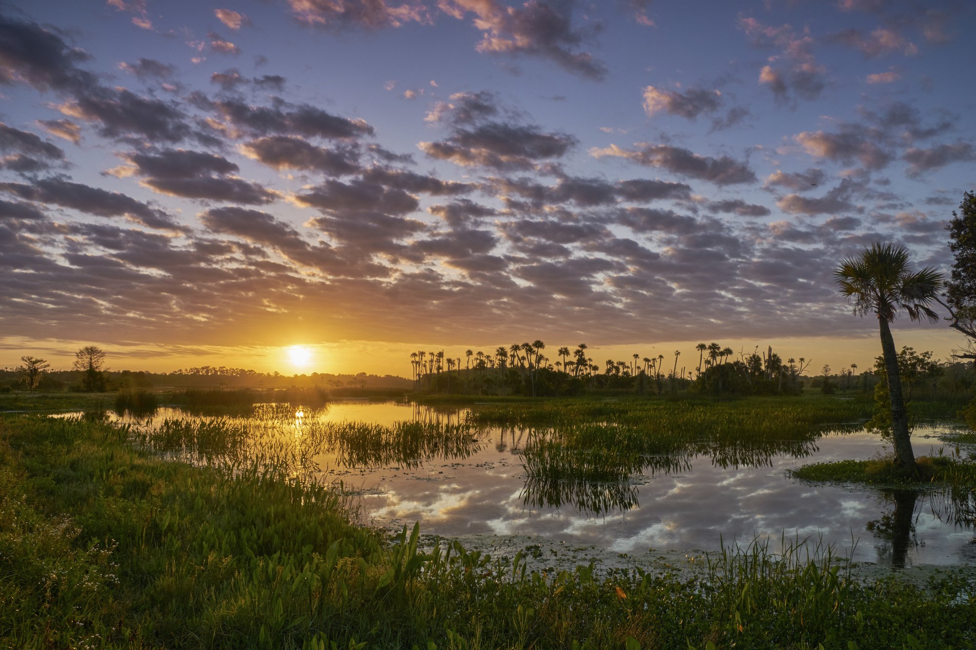 Conservation Florida and Cross Country Healthcare partner to Save Land and Save Lives