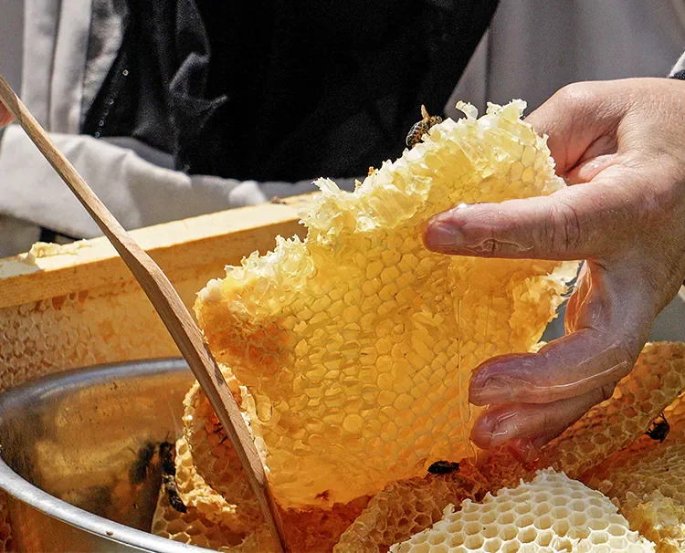 Fresh honeycomb