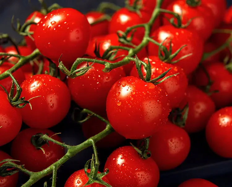 Picture of tomato on vine