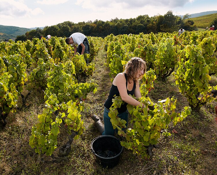 People working in vineyard in France