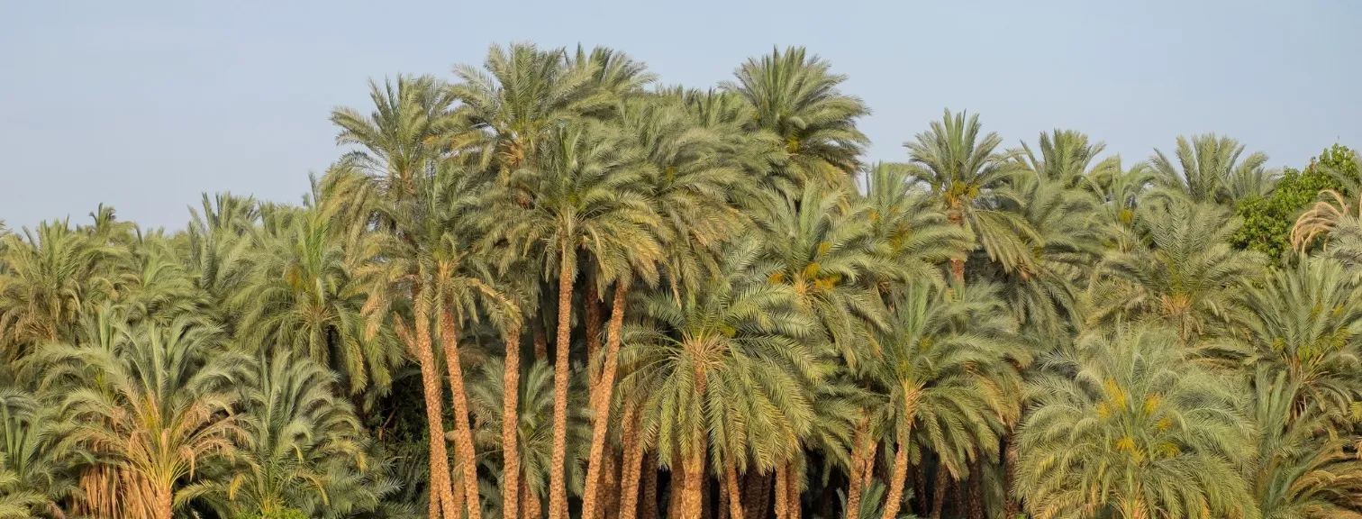 Palm trees from the Nile river
