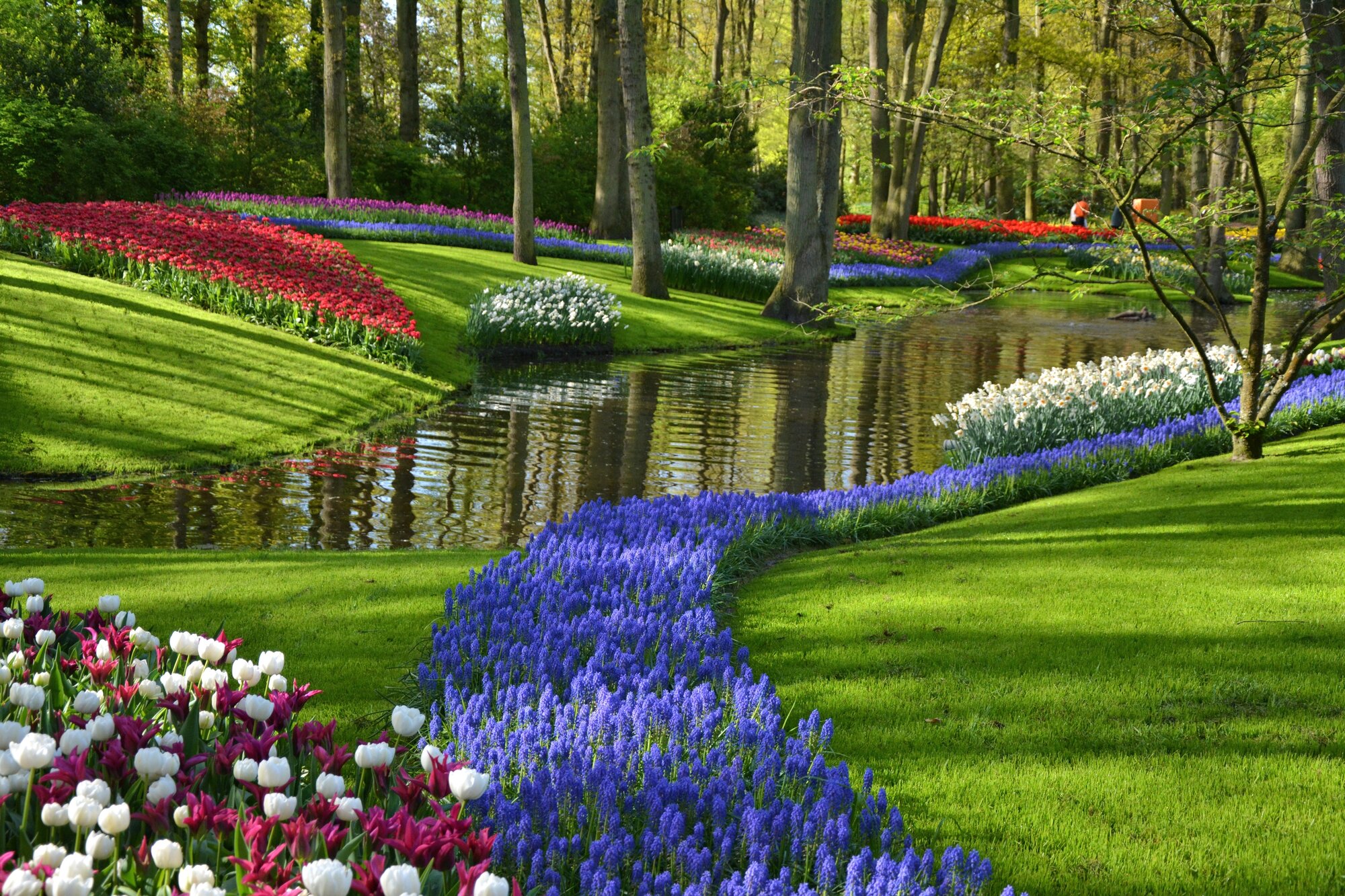 Keukenhof gardens blooming spring flowers by the pond