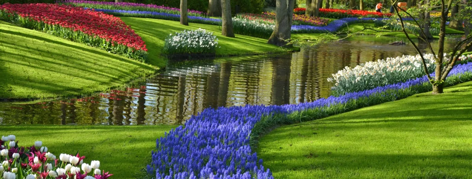 Keukenhof gardens blooming spring flowers by the pond