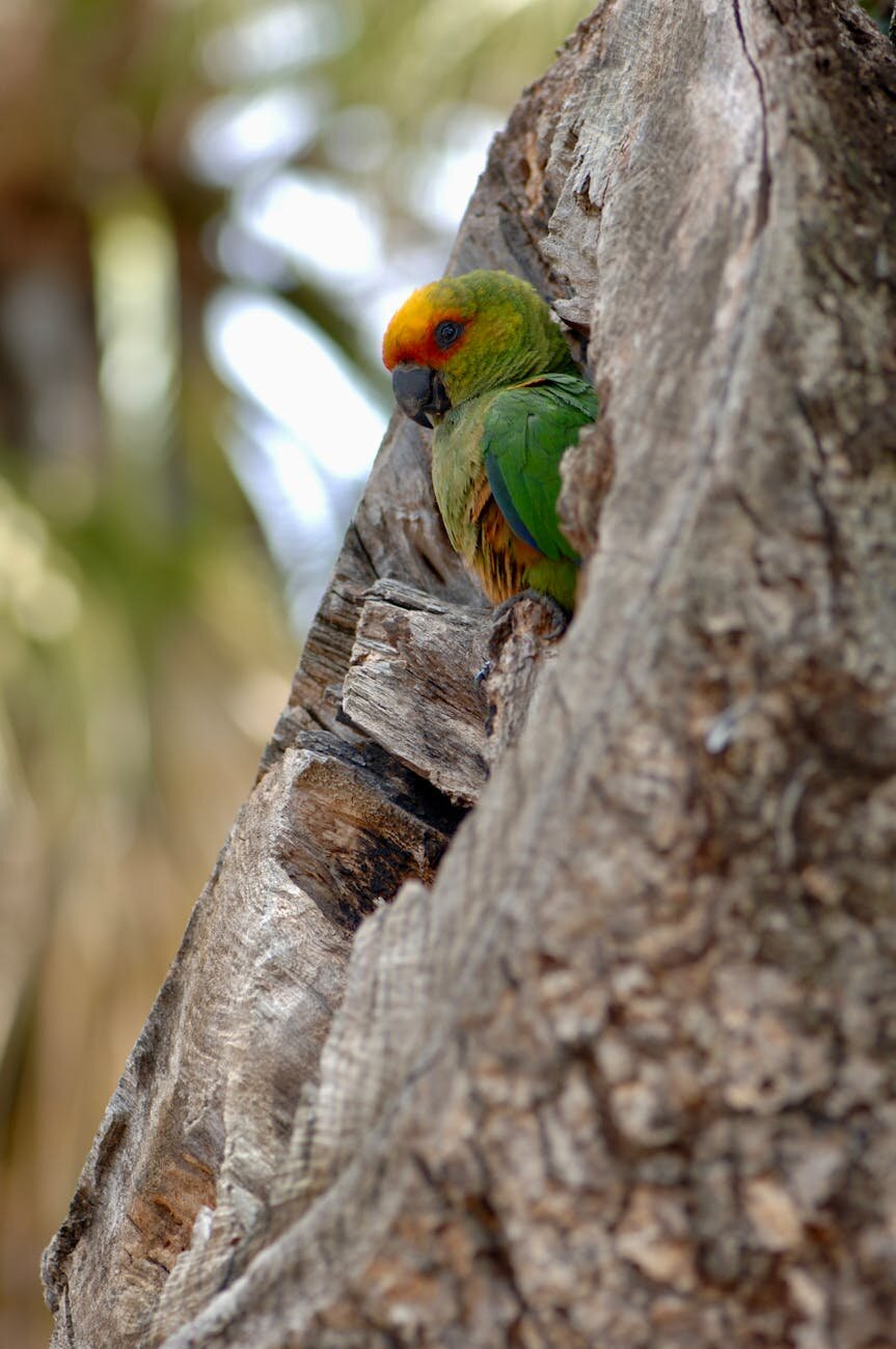 Plant and Bird-Spoting on Mompox's Jungle Trail