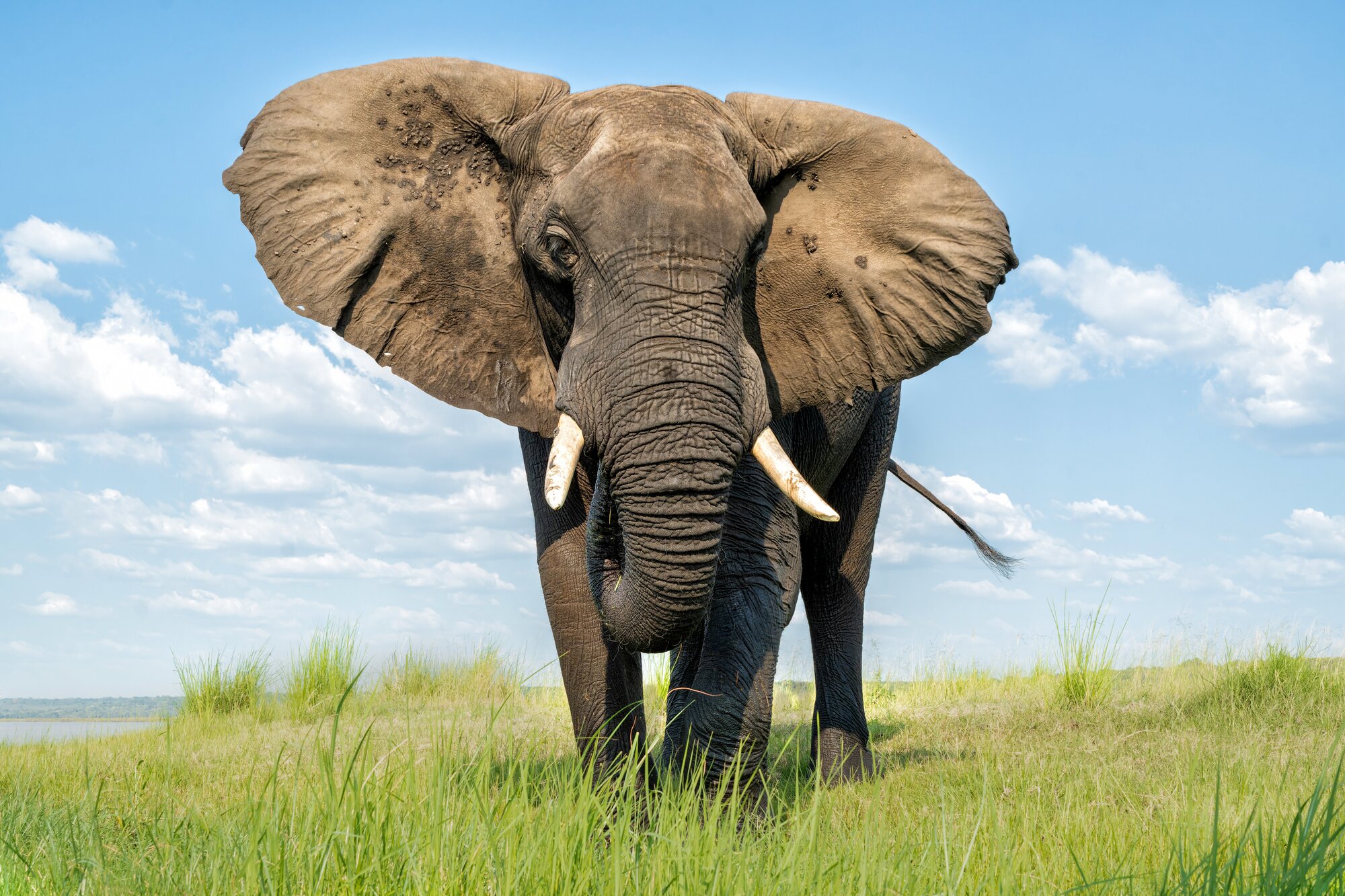 Close encounter with elephant on Safari