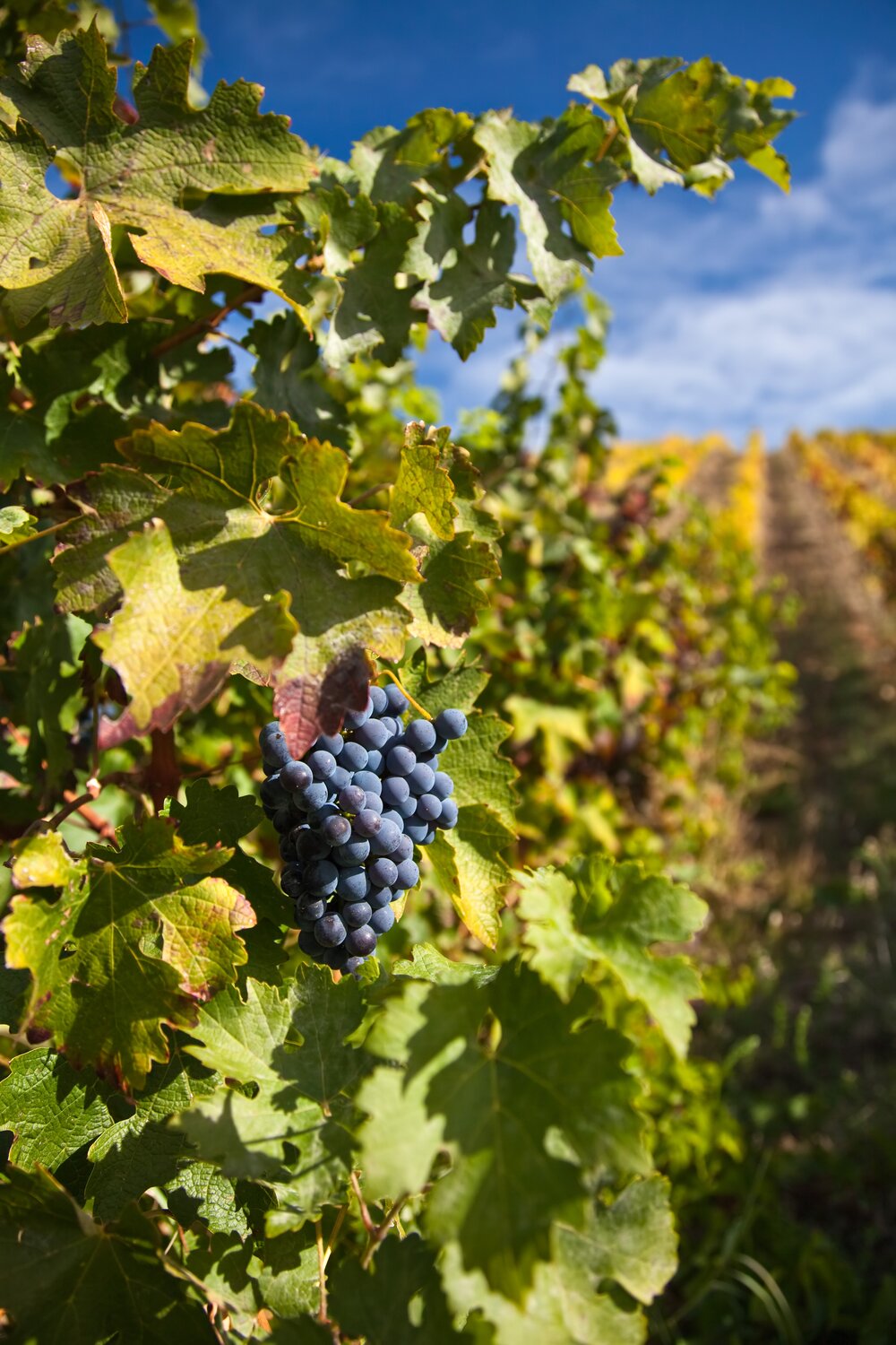 World-Class Wines in Châteauneuf-du-Pape