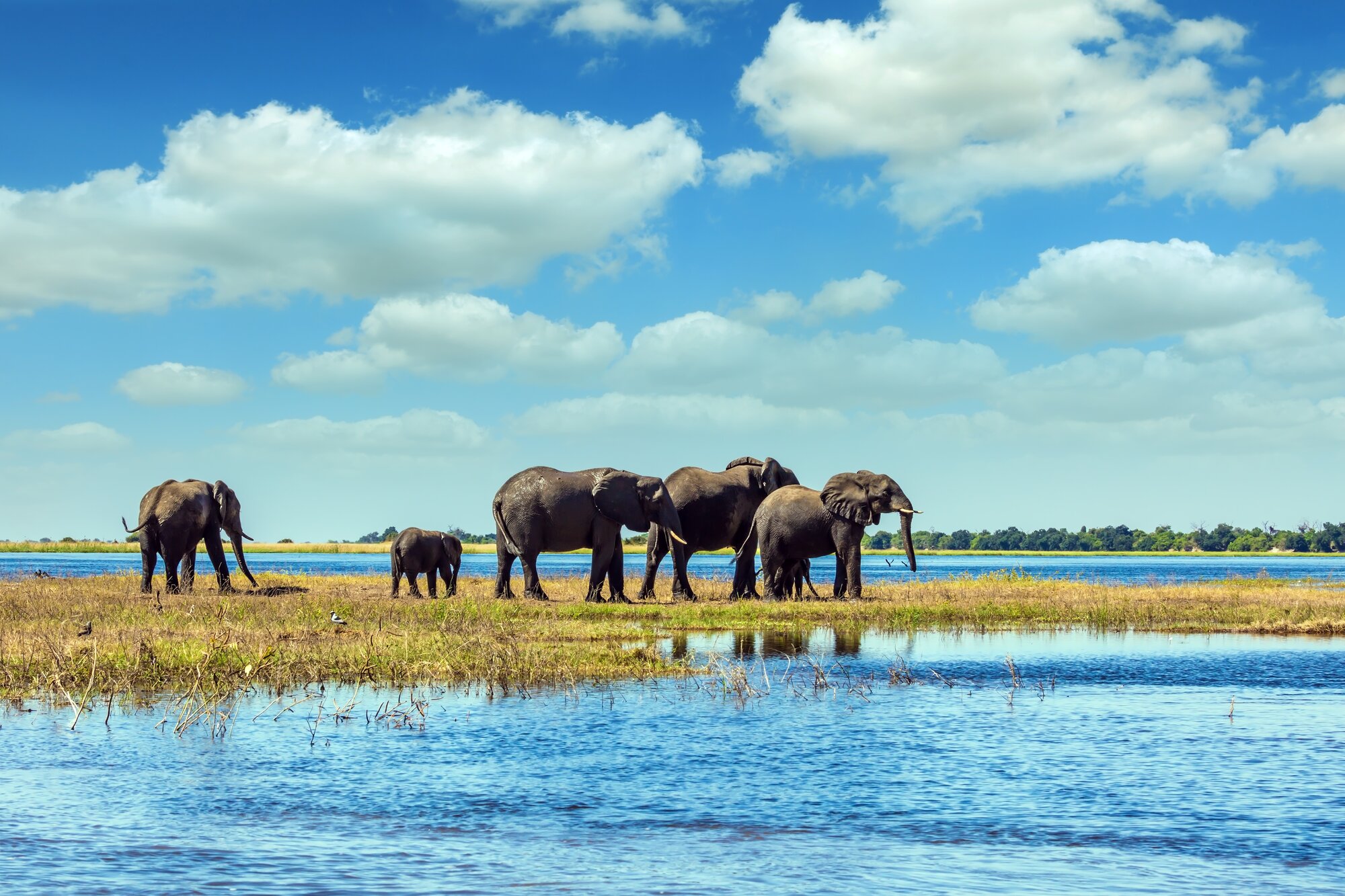 chobe national park elephants river