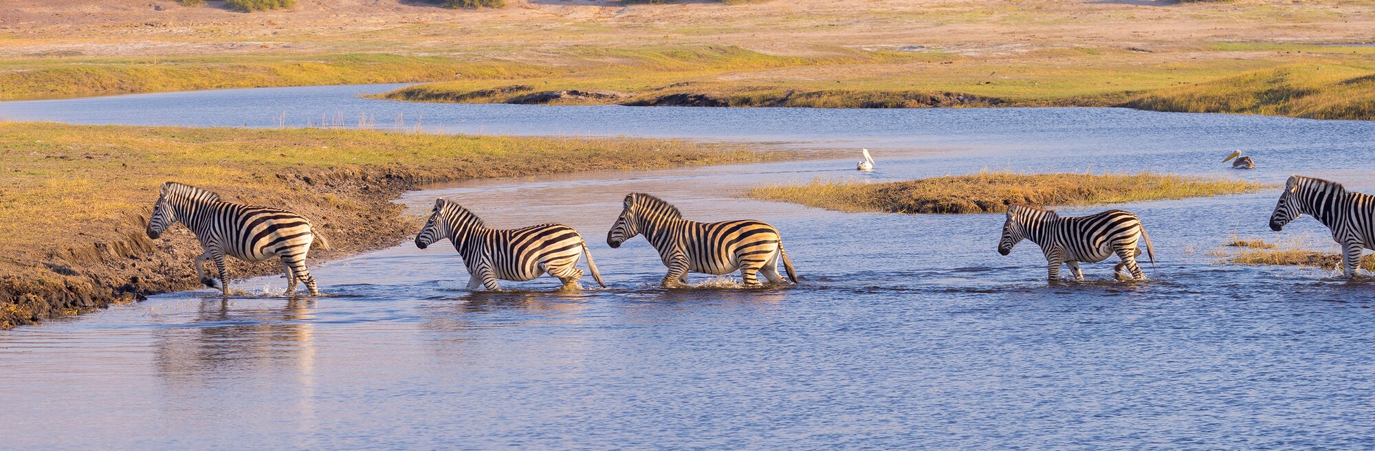 Elephants walking along water bank in Botswana