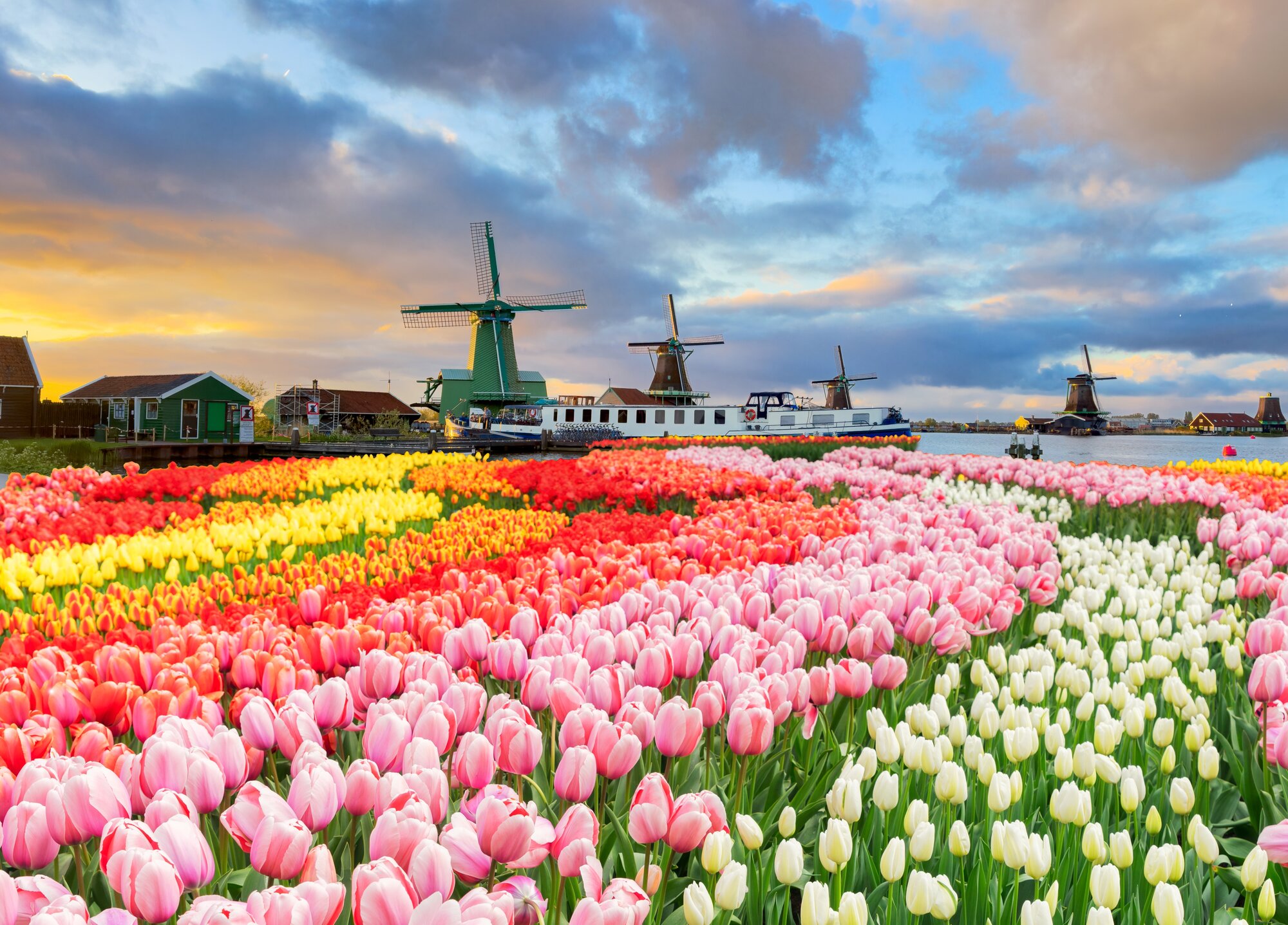 dutch windmills over tulip flowers field in sunny day, Netherlands